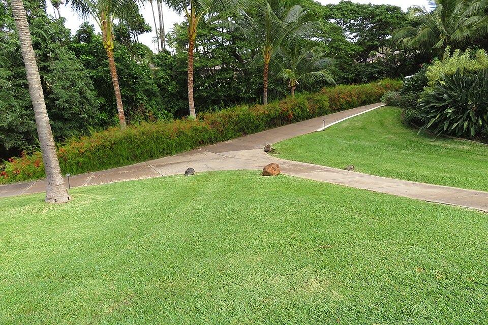 Weed & Pest Control